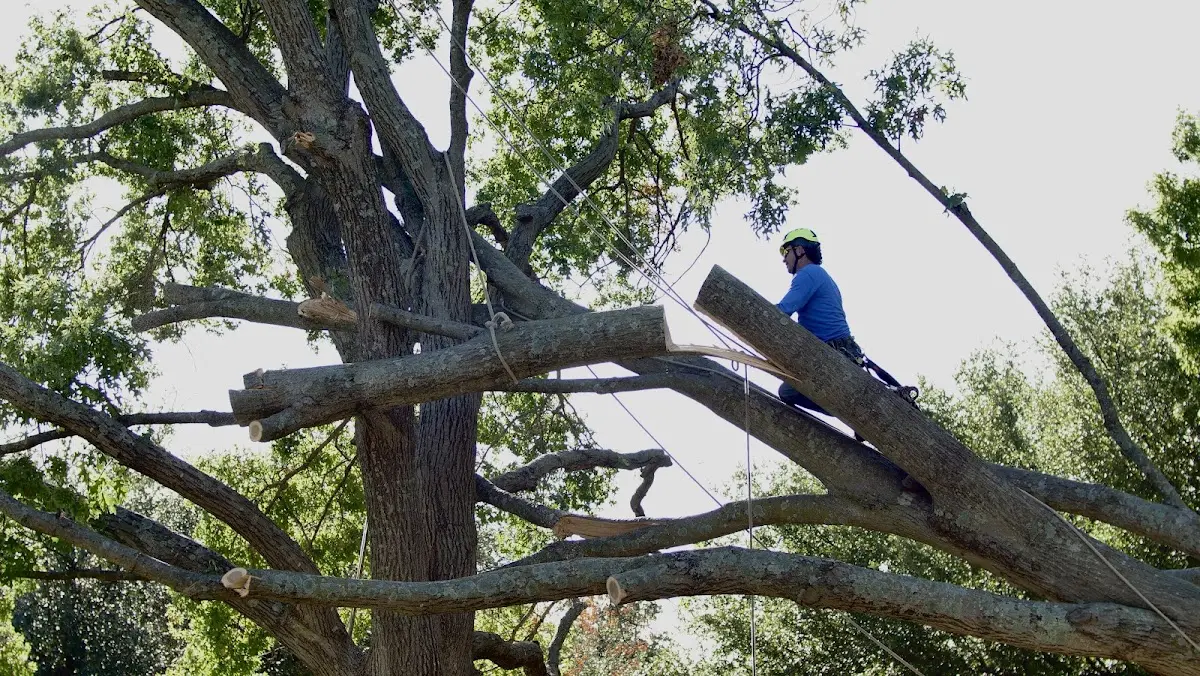Professional Crown Thinning performed by certified arborists in Telluride