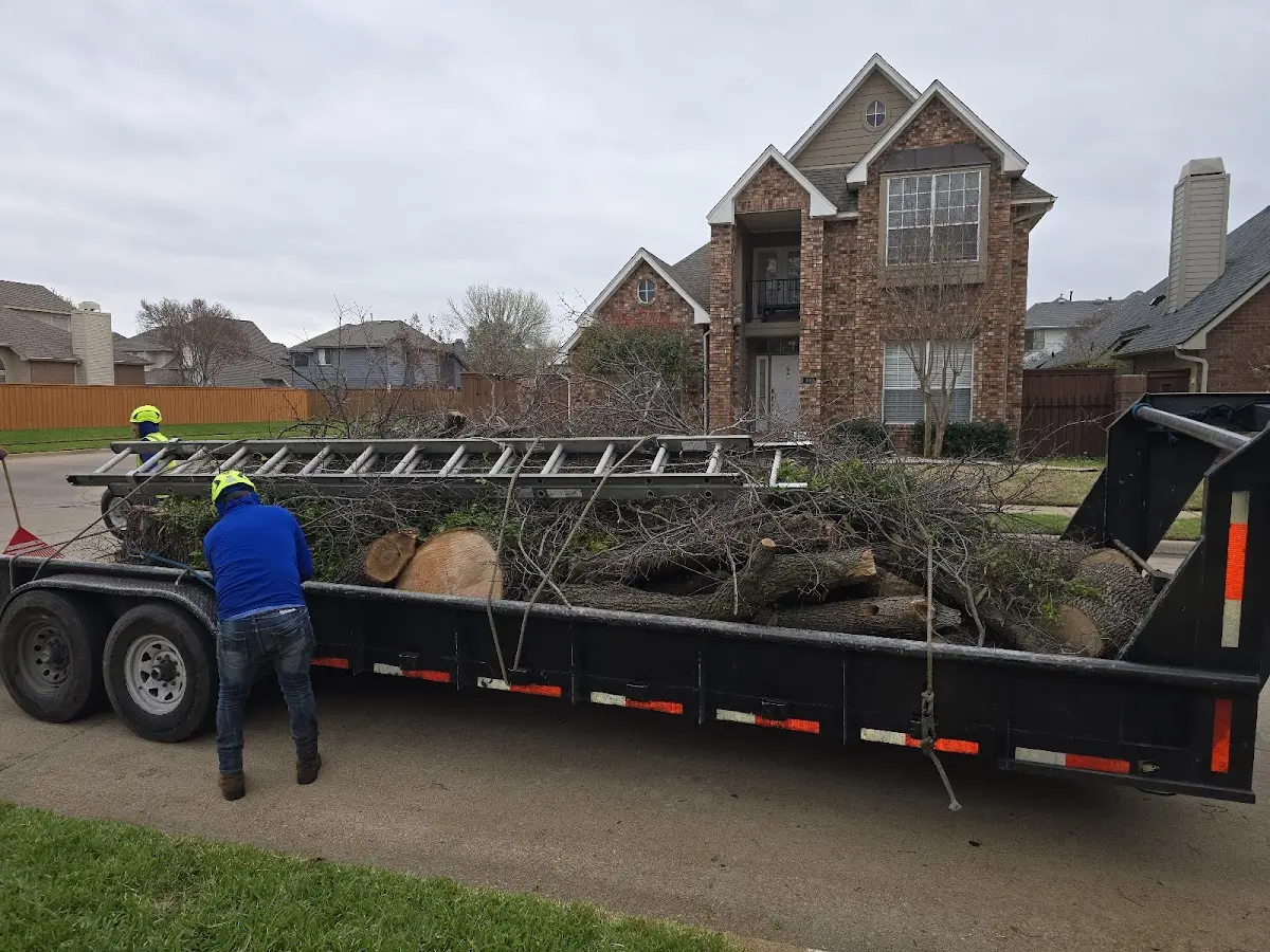Expert Tree Removal with proper safety equipment in Telluride